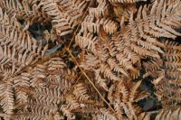 Kaboompics - Dry Brown Fern Fronds on the Forest Floor