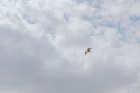 Kaboompics - Seagull Flying Across a Cloudy Mediterranean Sky, Naples Italy Minimal Travel Background
