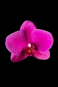 Kaboompics - Single Pink Orchid Flower Isolated On Black Background