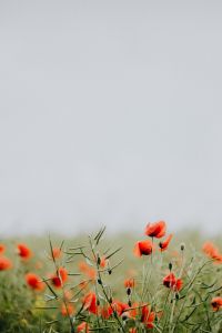 Kaboompics - A field of Red Poppies