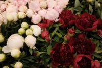 Kaboompics - Burgundy and Ivory Peonies, High Contrast Floral Close Up