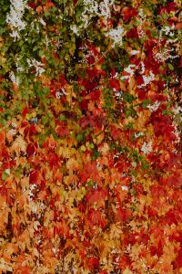 Kaboompics - Colorful vines leaves in the park