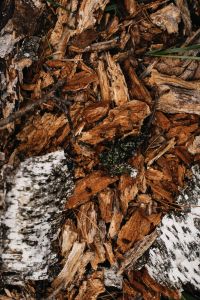 Kaboompics - Close-Up of Rough Tree Bark and Forest Debris