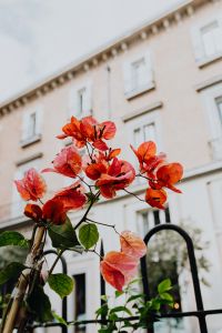 Kaboompics - Close-Up of Coral-Orange Flowering Bracts by a Pale Facade