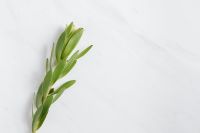 Kaboompics - Leucadendron