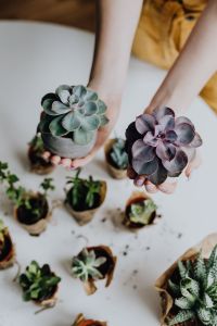 Kaboompics - Hands Holding Two Potted Echeveria Succulents Above a Houseplant Table