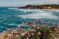 Kaboompics - Cluster of Pink Flowers Growing at the Ocean's Edge, Portugal