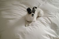 Kaboompics - Small Dog Seen from Above on White Bedding