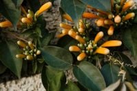 Kaboompics - Orange Flower Buds on Dark Green Leaves