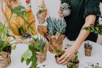 Kaboompics - Women Arranging Potted Succulents on a White Table for Indoor Plant Care