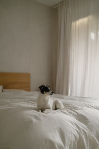 Kaboompics - Black and White Dog Resting on a White Duvet
