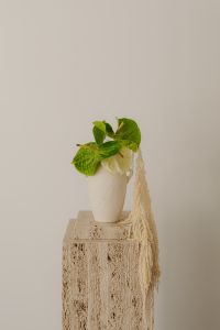 Kaboompics - Green Plant and Ceramic Vase on a Travertine Pedestal