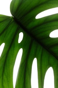 Kaboompics - Monstera Leaf Vertical Close Up Backlit Botanical Texture