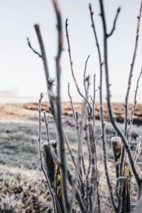Winter Frost Photography: Icy Tree Branches, Snow-Covered Shrubs and Evergreen Needles