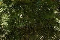 Kaboompics - Fan Palm Leaves with Dappled Sunlight