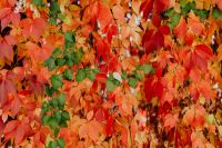Kaboompics - Colorful vines leaves in the park