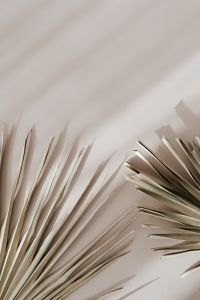 Kaboompics - Palm Leaves Framing Open Center for Neutral Background Design