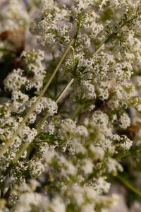 Kaboompics - Close Up of White Wildflowers Growing in Coastal Meadow