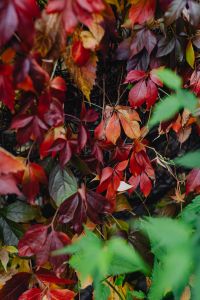Kaboompics - Red Autumn Vine Draped Across Dark Woodland Foliage