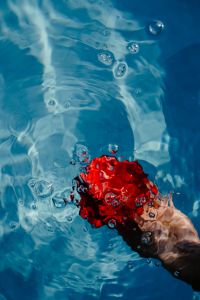 Kaboompics - Hand & fresh garden rose on the blue water of a swimming pool