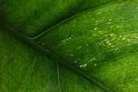 Kaboompics - Green Leaf Macro Texture Backlit Botanical Background