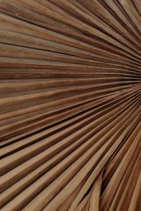 Kaboompics - Close-Up of Ribbed Palm Leaf Surface