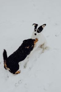 Kaboompics - Small Dogs Play Nose-to-Nose in Snow, Black-and-White and Black-and-Tan Winter Pet Portrait