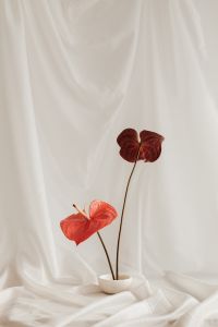 Kaboompics - Red Anthurium Stems on Draped White Fabric with Copy Space
