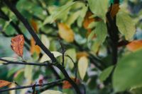 Kaboompics - Green and Brown Leaves Along a Thin Branch