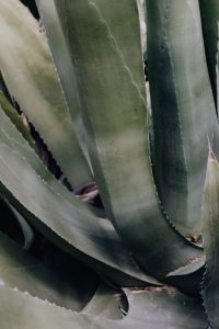 Kaboompics - Overlapping Agave Leaves Forming a Minimal Green Texture