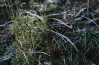 Kaboompics - Curving Dry Stems and Green Undergrowth on a Forest Floor