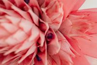 Kaboompics - Close-Up of Pink Aechmea Petals
