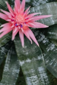 Kaboompics - Flowering pot plant Aechmea