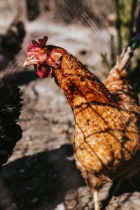 Farm Chickens and Dogs