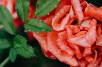 Kaboompics - Coral Rose Bloom With Green Leaves in Close Focus