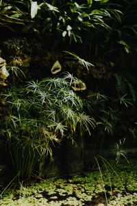 Kaboompics - Real Jardin Botanico Garden Foliage in Madrid