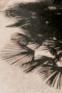 Kaboompics - Palm Leaf Shadows in Natural Garden Light