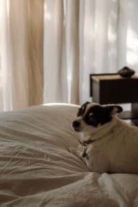 Kaboompics - Close Portrait of Small Dog on White Bedding with Soft Curtain Light