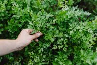 Kaboompics - Hand Picking Fresh Parsley from a Lush Garden Bed