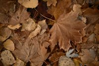 Kaboompics - Close-Up of Dry Brown Autumn Leaves, Leaf Texture Background
