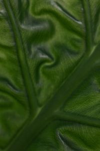 Kaboompics - Alocasia Leaf Detail with Soft Focus