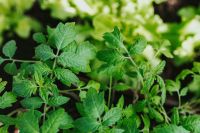 Kaboompics - Early spring garden