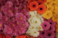 Kaboompics - Mixed Gerbera Petals in Pink, Orange and Yellow Flower Texture