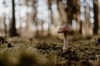 Kaboompics - Low Angle View of Brown Mushroom in Moss
