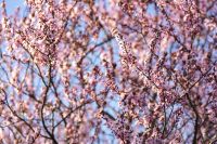 Kaboompics - Pink Spring Blossoms Filling a Tree Canopy Against a Clear Blue Sky