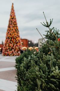 Kaboompics - Close-Up of Fresh Fir Branches with Blurred Christmas Tree