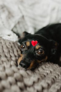 Kaboompics - A dog with heart on head