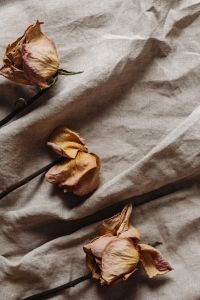Kaboompics - Three Dried Roses on Creased Beige Linen
