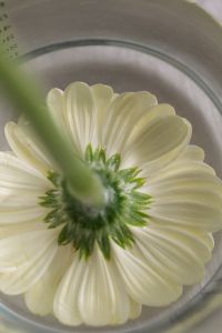 Kaboompics - Close-Up of a White Gerbera from Below