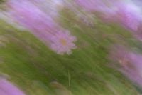 Kaboompics - Single Pink Flower in a Soft Dreamy Blur Background